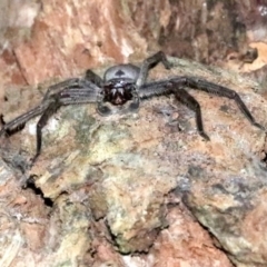 Isopeda (genus) at undefined - 25 Oct 2018 09:59 PM