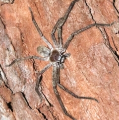 Isopeda (genus) at undefined - 25 Oct 2018 09:59 PM