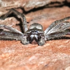Isopeda sp. (genus) at undefined - 25 Oct 2018