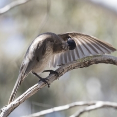 Philemon corniculatus (Noisy Friarbird) at Bruce, ACT - 31 Oct 2018 by AlisonMilton