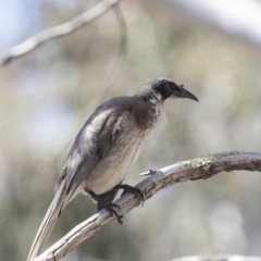 Philemon corniculatus at Bruce, ACT - 1 Nov 2018 09:53 AM