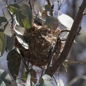 Philemon corniculatus at Bruce, ACT - 1 Nov 2018