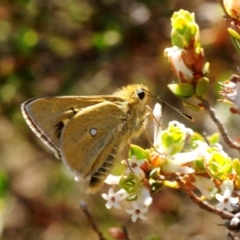 Trapezites luteus (Yellow Ochre, Rare White-spot Skipper) at Percival Hill - 31 Oct 2018 by Harrisi