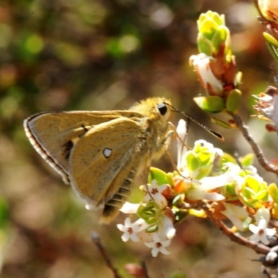 Trapezites luteus (Yellow Ochre, Rare White-spot Skipper) at Nicholls, ACT - 31 Oct 2018 by Harrisi