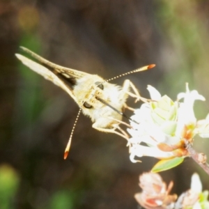 Trapezites luteus at Nicholls, ACT - 31 Oct 2018