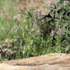 Fumaria sp. at Kambah Pool - 1 Nov 2018 10:18 AM