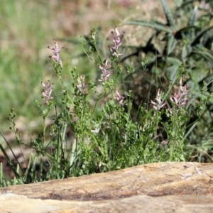 Fumaria sp. at Kambah Pool - 1 Nov 2018