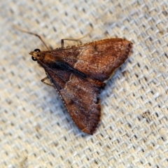 Endotricha ignealis (A Pyralid moth (Endotrichinae)) at O'Connor, ACT - 27 Oct 2018 by ibaird