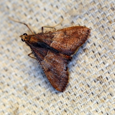 Endotricha ignealis (A Pyralid moth (Endotrichinae)) at O'Connor, ACT - 27 Oct 2018 by ibaird