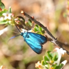 Pollanisus (genus) (A Forester Moth) at Nicholls, ACT - 31 Oct 2018 by Harrisi