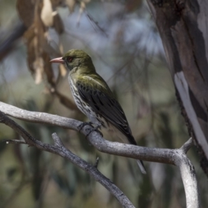 Oriolus sagittatus at Bruce, ACT - 1 Nov 2018 09:14 AM