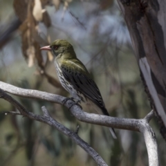 Oriolus sagittatus (Olive-backed Oriole) at Bruce, ACT - 31 Oct 2018 by Alison Milton