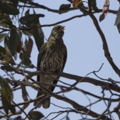 Oriolus sagittatus at Bruce, ACT - 1 Nov 2018