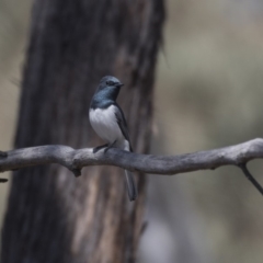 Myiagra rubecula (Leaden Flycatcher) at Bruce, ACT - 1 Nov 2018 by AlisonMilton