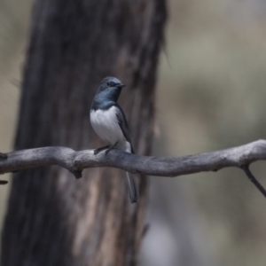 Myiagra rubecula at Bruce, ACT - 1 Nov 2018 09:16 AM