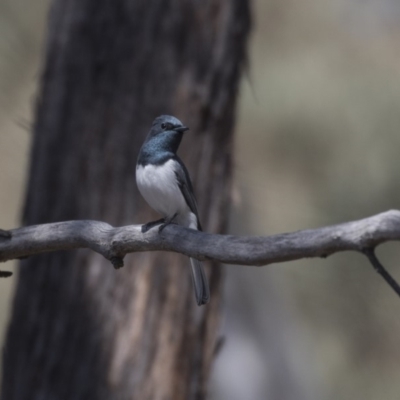 Myiagra rubecula (Leaden Flycatcher) at Gossan Hill - 31 Oct 2018 by Alison Milton