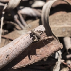 Eurepa marginipennis (Mottled bush cricket) at Gossan Hill - 31 Oct 2018 by AlisonMilton