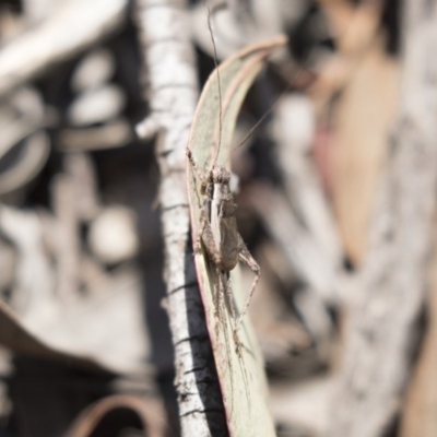 Eurepa marginipennis (Mottled bush cricket) at Bruce Ridge to Gossan Hill - 31 Oct 2018 by AlisonMilton