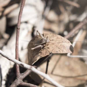 Eurepa marginipennis at Bruce, ACT - 1 Nov 2018