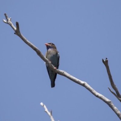 Eurystomus orientalis (Dollarbird) at Bruce Ridge to Gossan Hill - 31 Oct 2018 by AlisonMilton