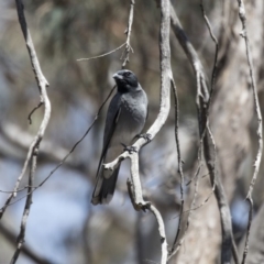 Coracina novaehollandiae (Black-faced Cuckooshrike) at Bruce, ACT - 31 Oct 2018 by Alison Milton