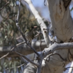 Oriolus sagittatus (Olive-backed Oriole) at Bruce Ridge to Gossan Hill - 31 Oct 2018 by AlisonMilton