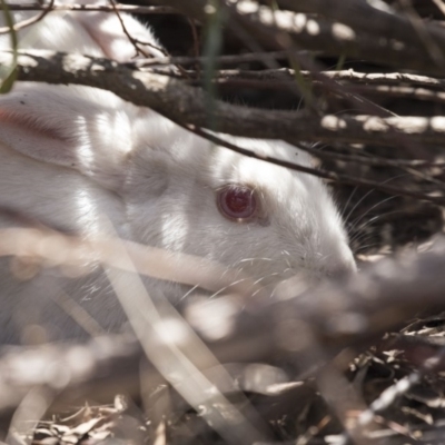 Oryctolagus cuniculus (European Rabbit) at Bruce, ACT - 1 Nov 2018 by AlisonMilton