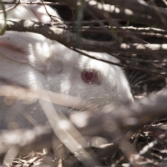 Oryctolagus cuniculus (European Rabbit) at Bruce, ACT - 31 Oct 2018 by Alison Milton