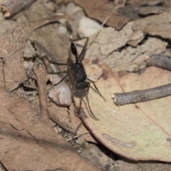 Evaniidae (family) (Hatchet wasp) at O'Connor, ACT - 1 Nov 2018 by AlisonMilton