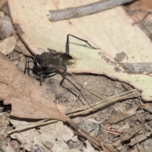 Evaniidae (family) at O'Connor, ACT - 1 Nov 2018