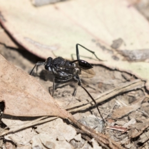 Evaniidae (family) at O'Connor, ACT - 1 Nov 2018