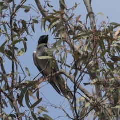 Coracina novaehollandiae (Black-faced Cuckooshrike) at Bruce, ACT - 1 Nov 2018 by AlisonMilton