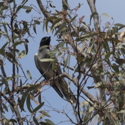 Coracina novaehollandiae (Black-faced Cuckooshrike) at Bruce, ACT - 1 Nov 2018 by AlisonMilton