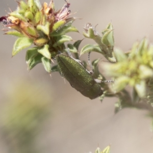 Melobasis propinqua at Bruce, ACT - 1 Nov 2018