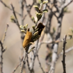 Eulechria electrodes (Yellow Eulechria Moth) at Black Mountain - 1 Nov 2018 by AlisonMilton