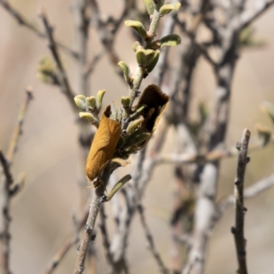 Eulechria electrodes (Yellow Eulechria Moth) at Hackett, ACT - 1 Nov 2018 by Alison Milton