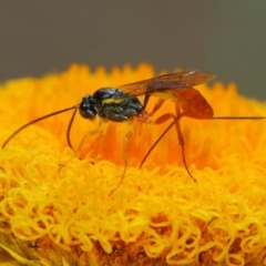 Heteropelma scaposum (Two-toned caterpillar parasite wasp) at ANBG - 30 Oct 2018 by TimL