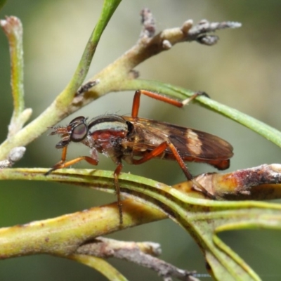 Ectinorhynchus sp. (genus) (A Stiletto Fly) at Acton, ACT - 31 Oct 2018 by TimL