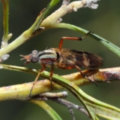 Ectinorhynchus sp. (genus) at Acton, ACT - 31 Oct 2018