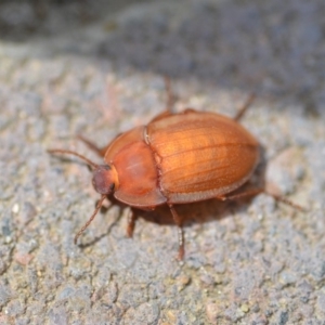 Celibe rugosipennis at Wamboin, NSW - 28 Oct 2018