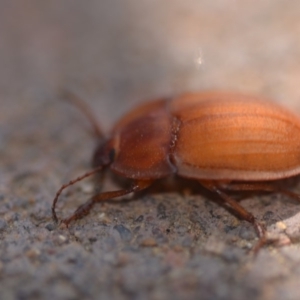 Celibe rugosipennis at Wamboin, NSW - 28 Oct 2018