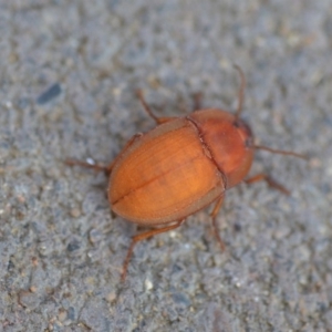 Celibe rugosipennis at Wamboin, NSW - 28 Oct 2018