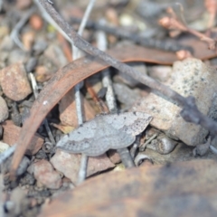 Taxeotis intextata (Looper Moth, Grey Taxeotis) at Wamboin, NSW - 27 Oct 2018 by natureguy