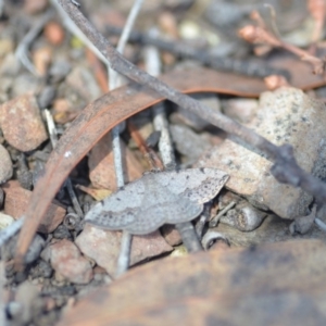 Taxeotis intextata at Wamboin, NSW - 27 Oct 2018