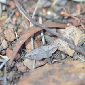 Taxeotis intextata at Wamboin, NSW - 27 Oct 2018