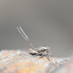 Platybrachys decemmacula (Green-faced gum hopper) at Wamboin, NSW - 27 Oct 2018 by natureguy