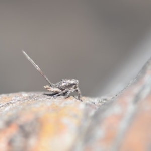 Platybrachys decemmacula at Wamboin, NSW - 27 Oct 2018 05:29 PM