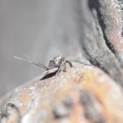 Platybrachys decemmacula at Wamboin, NSW - 27 Oct 2018