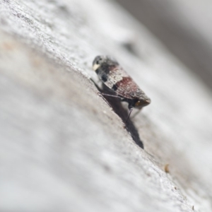 Platybrachys decemmacula at Wamboin, NSW - 27 Oct 2018