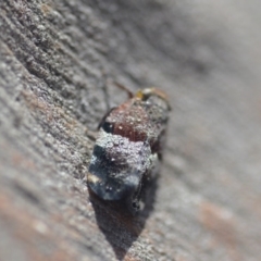 Platybrachys decemmacula at Wamboin, NSW - 27 Oct 2018